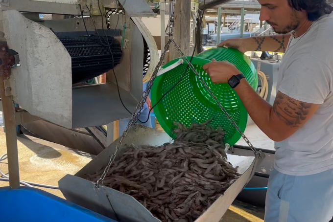 Gulf Coast shrimpers say tariffs are a lifeline for their industry