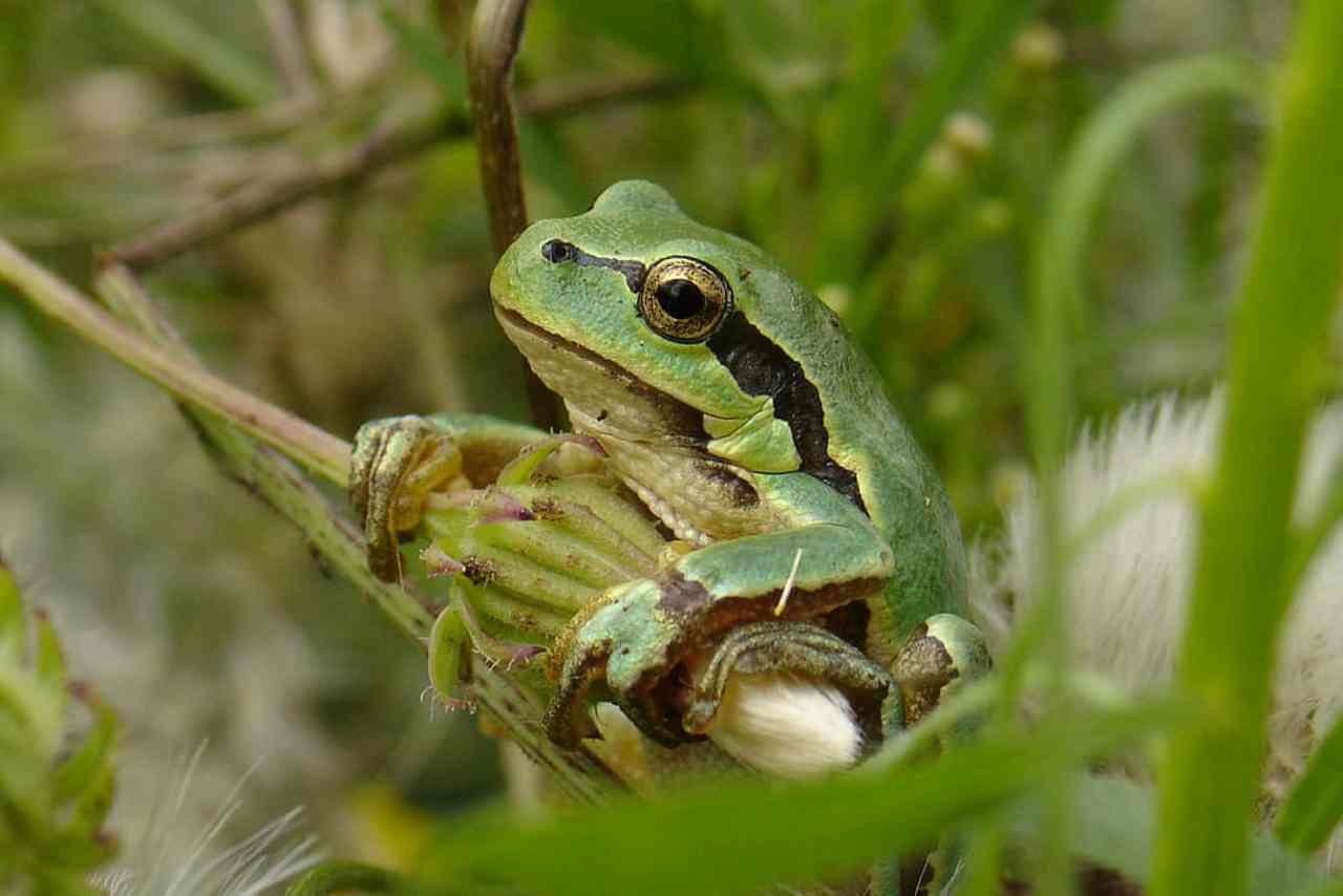 Hitchhiking frog article hopped over a crucial detail | Brief letters